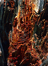 “Grattacieli” (particolare di un tronco bruciato in Val Chiara).