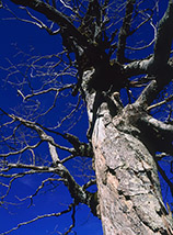 “Il galata morente” (tronco di faggio morente a Coppo dell’Orso).