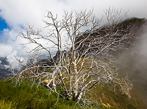 “L’albero d’argento“ (lungo il Caminho Real sotto Pico do Serradinho).
