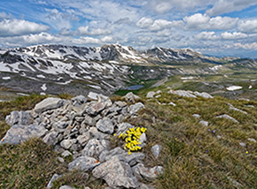 Fioritura di Viola di Eugenia (Viola eugeniae Parl.) su Cima Gemella Settentrionale di Antone Rotondo.