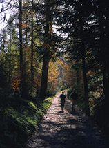 La sterrata che conduce verso il Passaggio dell’Orso attraversa il lariceto della Val Fondillo.