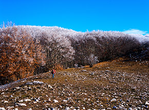 Il bosco “infarinato” dalla galaverna lungo la Cresta Nord-Ovest del Monte Faìto.