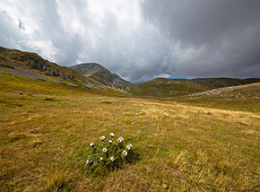 Cespuglio di Carlina bianca sulla conca dello Stazzo di Monte Rotondo.