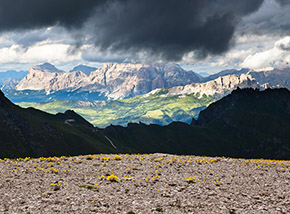 Fioritura di Papavero alpino retico o Papavero dorato (nel vallone racchiuso fra Punta Serauta e Sasso delle Undici).
