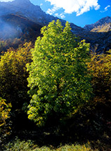 Il bellissimo noce nero subito dietro Pietra della Guardia.