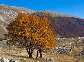 Un Sorbo degli uccellatori si veste d’Autunno prima del riposo invernale (lungo il sentiero per Passo Godi).