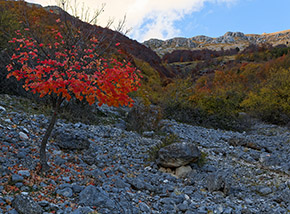 Un piccolo acero di rosso vestito ci accoglie al termine della lunga traversata ai piedi del Vallone Rosso.