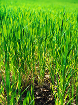 “Basso profilo” (in un campo di grano in Valle di Perna).