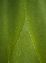 Particolare di foglia di agave (Giardini la Mortella, Forio d’Ischia).