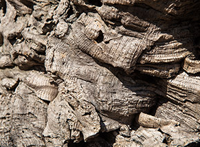 Pareti di roccia? …no, di sughero (Monte Moneta).