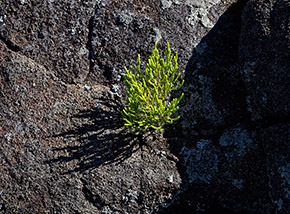 “Nuova vita“ (piccolo virgulto di Erica reunionensis cresce ai piedi del Piton de la Fournaise).