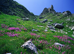 Nei canaloni che scendono verso Fonte Gelata (Valle Venacquaro) fioritura di Poligala maggiore.
