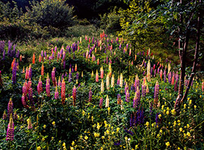 Fioritura di lupini nei pressi di Valditacca.