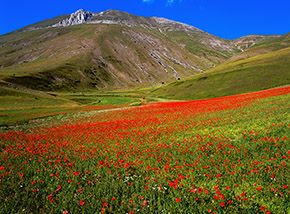 I papaveri tingono di rosso un campo di lenticchie in Valle Santa.