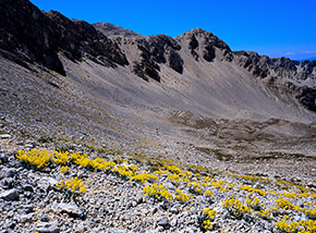 Fioritura di Glasto dell’Appennino fra le ghiaie alla testata del Vallone di Teve.