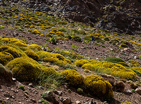 Luminosa fioritura di Ginestra spinosa nei pressi del Tizi n’ou Addi.