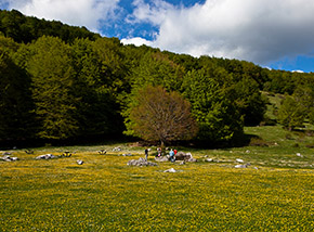 Area pic-nic ai margini di Valle Fiorita (Piano le Forme).