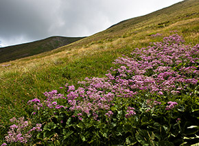 Fioritura di Cavolaccio verde nell’Alto Fosso di Ortanza.