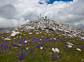 Una splendida fioritura di Viola di Eugenia anticipa la cima del Monte Forcellone.