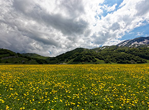 Il Piano di Campitello si tinge di giallo per l’intensa fioritura del Ranuncolo montano.