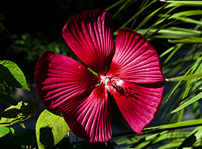 Un sanguigno fiore di Ibiscus coccineus ai Giardini la Mortella (Forio d’Ischia).