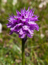 Orchide screziata lungo la Cresta Sud del Poraglia.