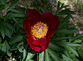 Come drappi di sanguigno velluto i petali della Peonia italiana avvolgono la loro corolla.