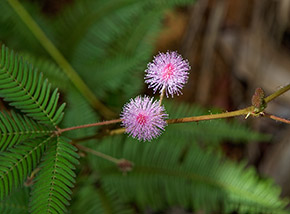 I delicatissimi fiorellini rosa-violacei della Sensitiva o Mimosa pudica (Le Niol).
