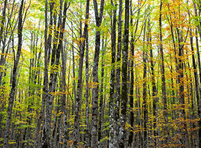 Nella faggeta della Valle dei Tartari.