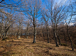 Il bellissimo bosco di cerro che si sviluppa sulla cresta che conduce a Monte Costa la Rossa da Ovest.