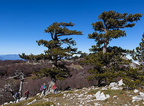 La magnificenza dei pini loricati (Cresta Nord di Serra delle Ciavole).