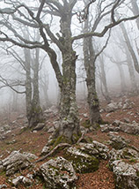 Secolari faggi si ergono suggestivi fra la nebbia ai piedi della Manfriana Occidentale.