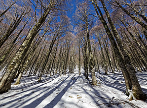Filari di faggi svettano sopra di noi verso un cielo azzurro (Vallone Bruciato).