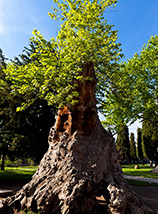 I resti di un gigantesco tronco di un platano orientale nei giardini della Seconda Corte.