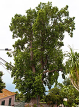 Un colossale albero che s’incontra a Monte, località collinare sopra Funchal.