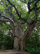 Colossale albero di Adansonia digitata o Baobab africano a La Digue.