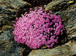 Splendida fioritura di Silene a cuscinetto sulla Via Normale al Sasso Nero).