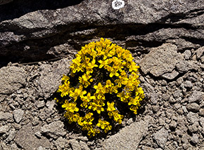 Cuscino di fiori di Draba gialla (Draba aizoides) alla Sella del Gorzano.