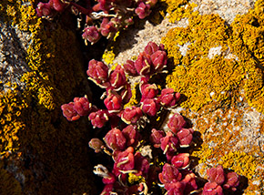 Le carnose foglioline dell'Erba cristallina stretta (Mesembryanthemum nodiflorum) sfidano condizioni estreme fra le fessure degli scogli a pochi decimetri dal mare e con il caldo diventano rosse (Punt