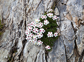 Una piantina di Androsace appenninica fa bella mostra dei suoi piccoli e delicati fiori.