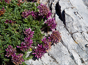 Fiori di Vulneraria montana (Anthyllis montana) a Pizzo d’Uccello.