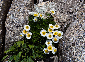 Fioritura di Ranuncolo glaciale o dei ghiacciai (Ranunculus glacialis) presso il Passo della Lobbia Alta.