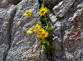 Doronico del granito (Doronicum clusii) tra le fessure della roccia al Passo delle Topette.