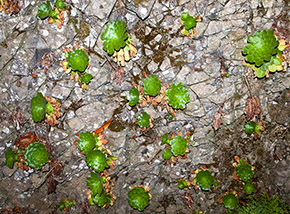 “Riunione di famiglia“ (colonia di Aeonium tabuliforme, Levada da Ribeira da Janela).