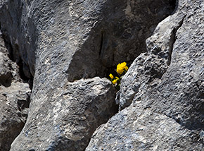 Una Primula orecchia d’orso si nasconde fra le rocce della Cresta Sud-Ovest del Forcellone.