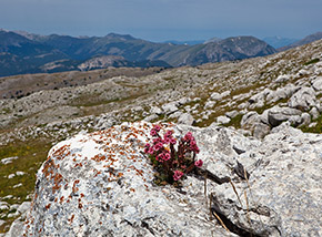 “La pietra in fiore“ (Semprevivo ragnateloso cresciuto su un masso sul Versante Sud del Sirente).