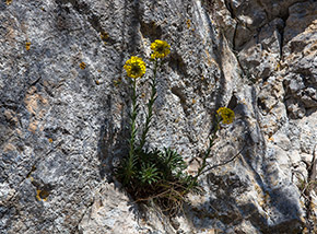 Fioritura di Alisso diffuso (Alyssum diffusum) fra le rocce sulla Cresta Sud del Filone.