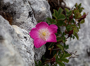 Rosa paonazza tra le rocce della Cresta Sud-Est del Panormo.