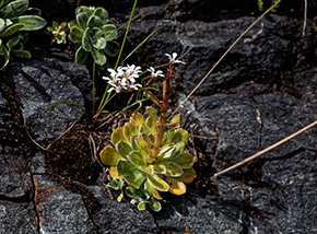 Sassifraga dei graniti o piramidale in fiore (Saxifraga cotyledon) nel fosso del Rio Castello.