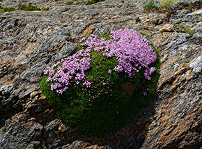 Silene a cuscinetto con i suoi graziosi fiorellini rosa (Vallone Balmerotto).